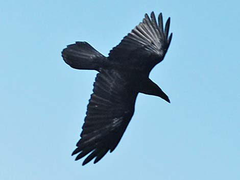 Chihuahuan Raven (Corvus cryptoleucus)