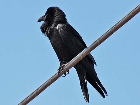 Chihuahuan Raven (Corvus cryptoleucus)