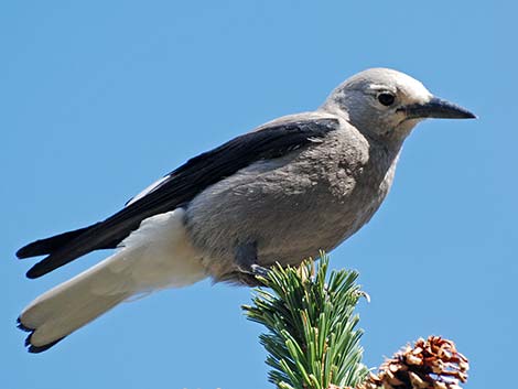 Clark's Nutcracker (Nucifraga columbiana)