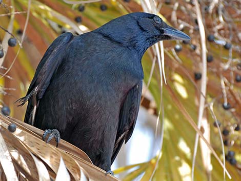 Fish Crow (Corvus ossifragus)