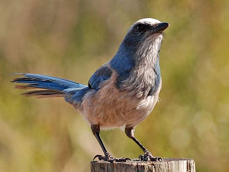 Florida Scrub-Jay (Aphelocoma coerulescens)