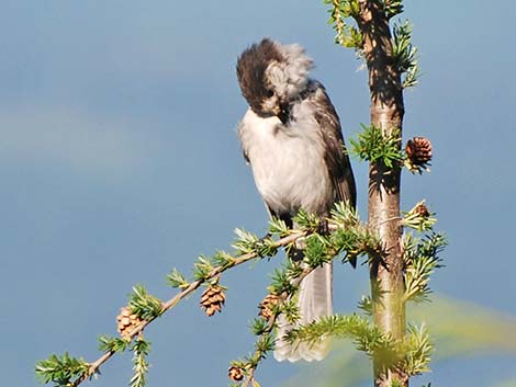 Canada Jay (Perisoreus canadensis)