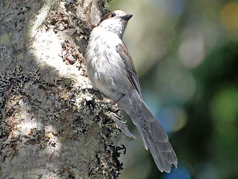 Canada Jay (Perisoreus canadensis)