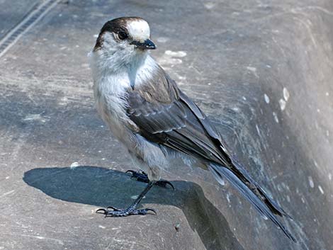 Canada Jay (Perisoreus canadensis)