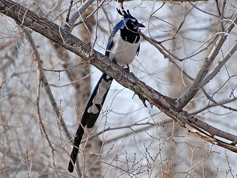 Black-throated Magpie Jay (Calocitta colliei)