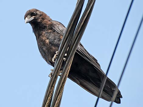 Northwestern Crow (Corvus caurinus)