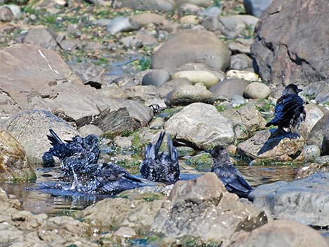 Northwestern Crow (Corvus caurinus)