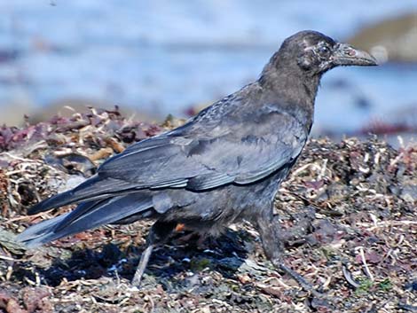 Northwestern Crow (Corvus caurinus)