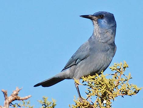 Pinyon Jay (Gymnorhinus cyanocephalus)