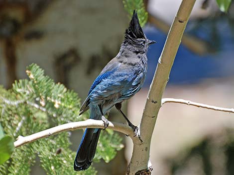 Steller's Jay (Cyanocitta stelleri)