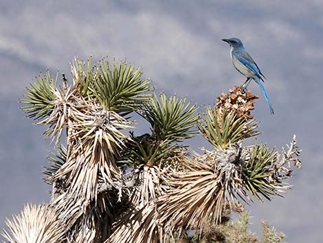 Western Scrub-Jay (Aphelocoma californica)