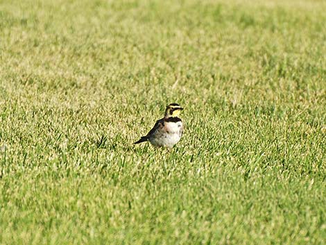 Horned Lark (Eremophila alpestris)