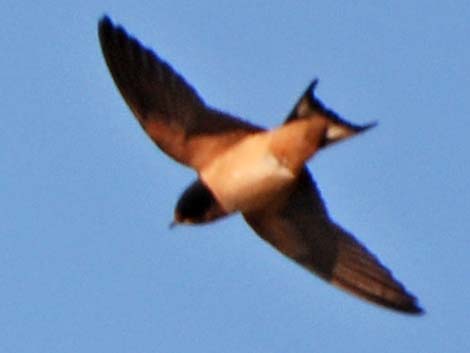 Barn Swallow (Hirundo rustica)