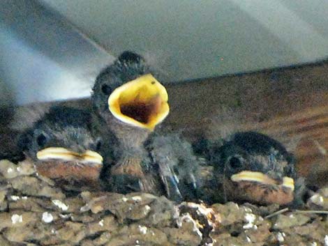 Barn Swallow (Hirundo rustica)