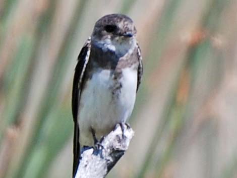 Bank Swallow (Riparia riparia)