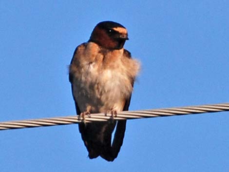 Cliff Swallow (Petrochelidon pyrrhonota)