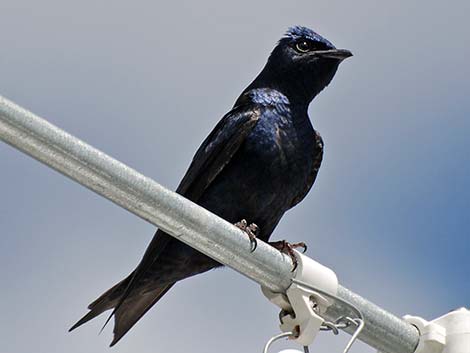 Purple Martin (Progne subis)