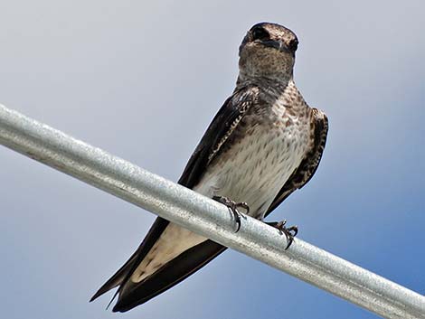 Purple Martin (Progne subis)