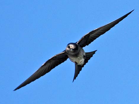 Purple Martin (Progne subis)