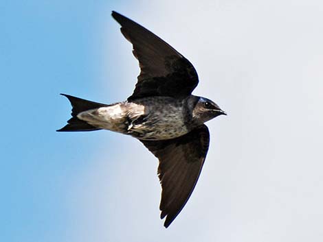 Purple Martin (Progne subis)