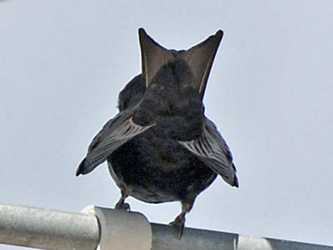 Purple Martin (Progne subis)