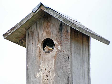 Tree Swallow (Tachycineta bicolor)