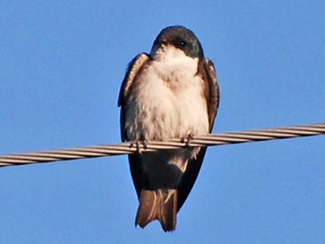 Tree Swallow (Tachycineta bicolor)