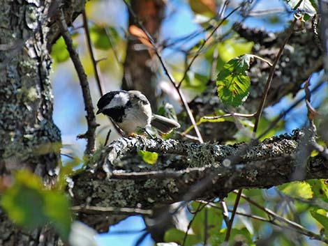 Black-capped Chickadee (Poecile atricapillus)