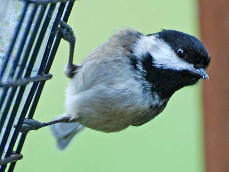 Black-capped Chickadee (Poecile atricapillus)