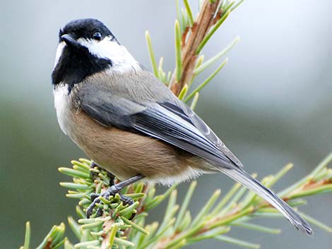 Black-capped Chickadee (Poecile atricapillus)