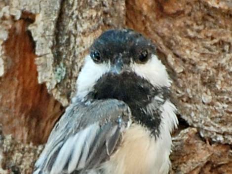 Black-capped Chickadee (Poecile atricapillus)