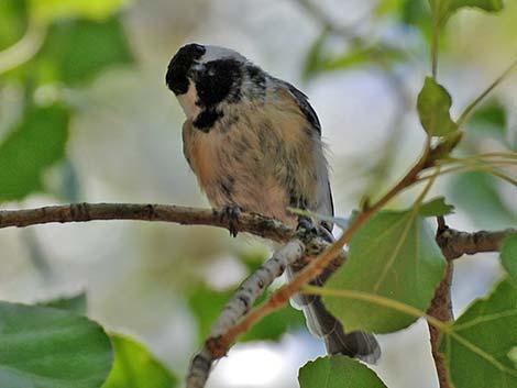 Black-capped Chickadee (Poecile atricapillus)