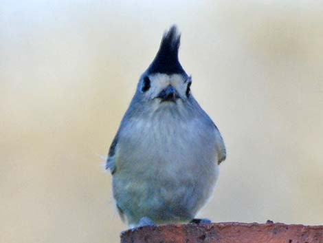 Black-crested Titmouse (Baeolophus atricristatus)