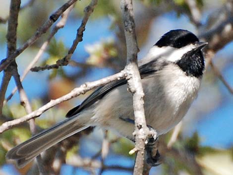 Carolina Chickadee (Poecile carolinensis)