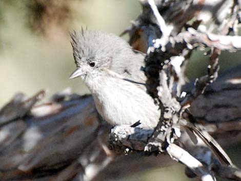 Juniper Titmouse (Baeolophus ridgwayi)