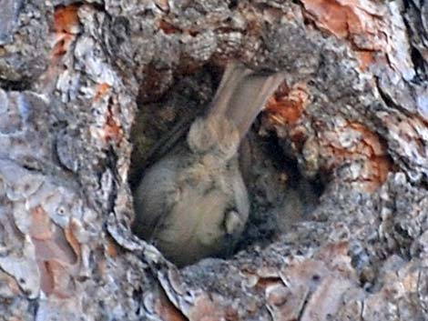 Juniper Titmouse (Baeolophus ridgwayi)