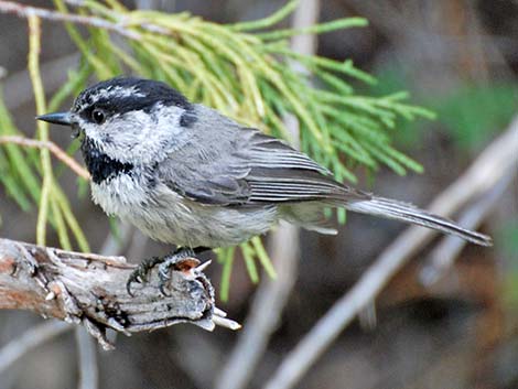 Mountain Chickadee (Poecile gambeli)