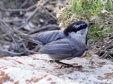 Mountain Chickadee (Poecile gambeli)