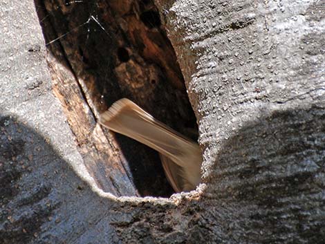 Oak Titmouse (Baeolophus inornatus)