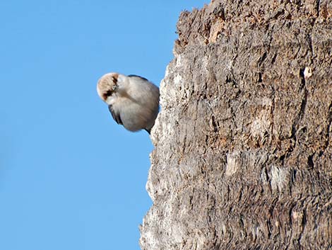 Brown-headed Nuthatch (Sitta pusilla)