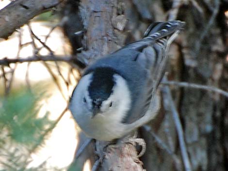 White-breasted Nuthatch (Sitta carolinensis)