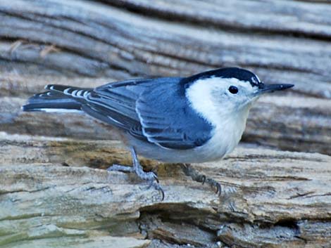 Sittidae (White-breasted Nuthatch)