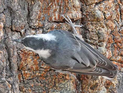 White-breasted Nuthatch (Sitta carolinensis)