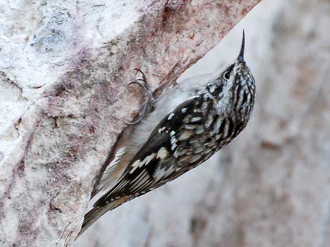 Brown Creeper (Certhia americana)