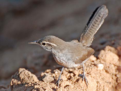 Bewick's Wren (Thryomanes bewickii)