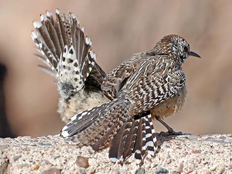 Cactus Wren (Campylorhynchus brunneicapillus)