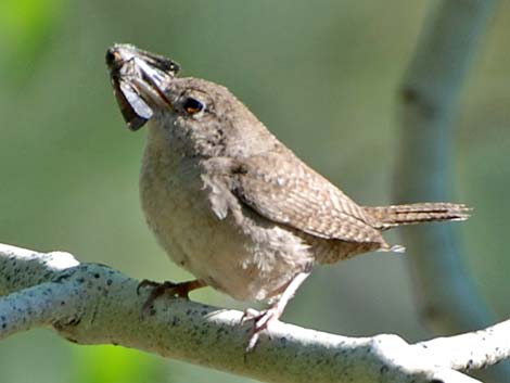 House Wren (Troglodytes aedon)