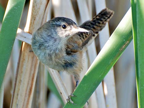 Marsh Wren (Cistothorus palustris)