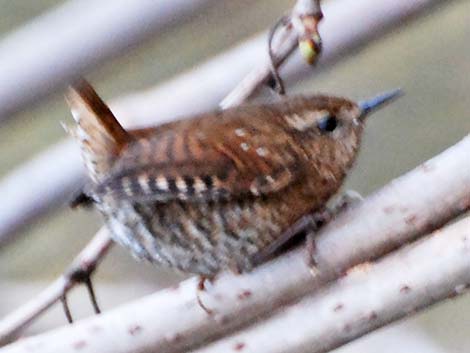 Winter Wren (Troglodytes troglodytes)