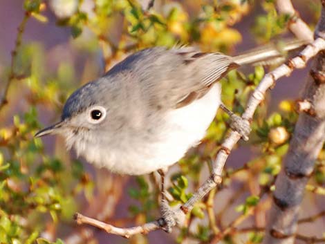 Blue-gray Gnatcatcher (Polioptila caerulea)